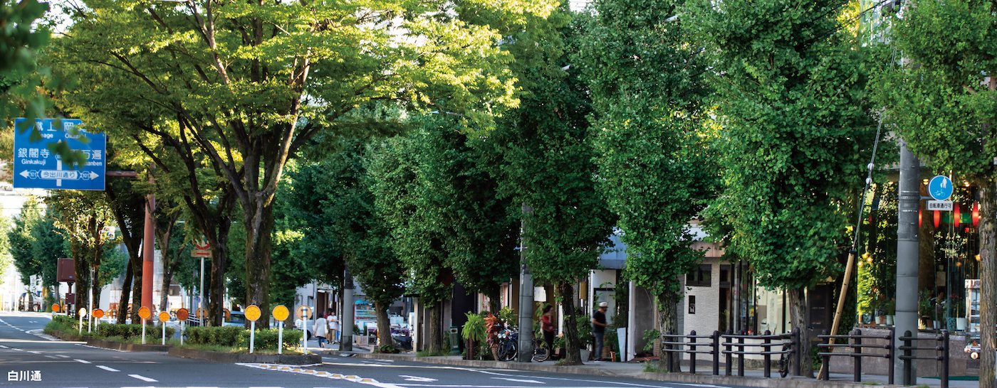 白川通の並木