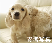ペットイメージ